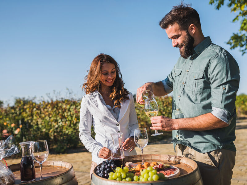 Okanagan vineyard harvest